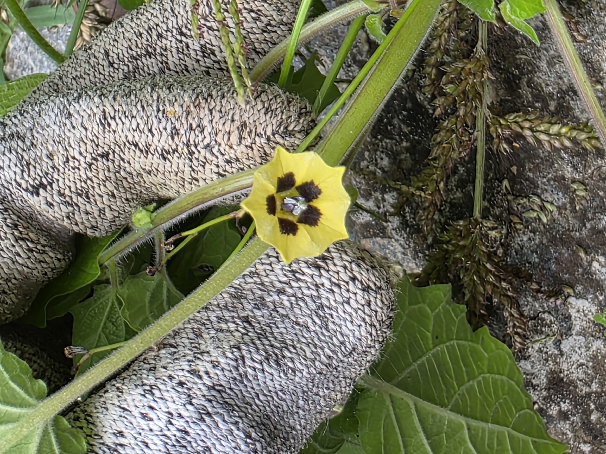 Groundcherry