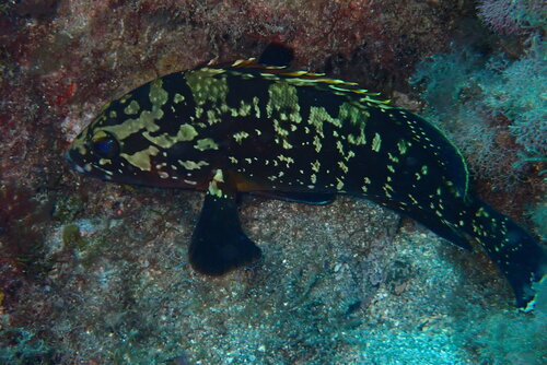 Epinephelus marginatus