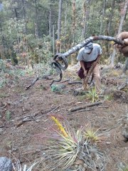 Crotalus intermedius