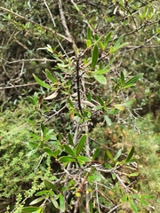 Coprosma ×cunninghamii