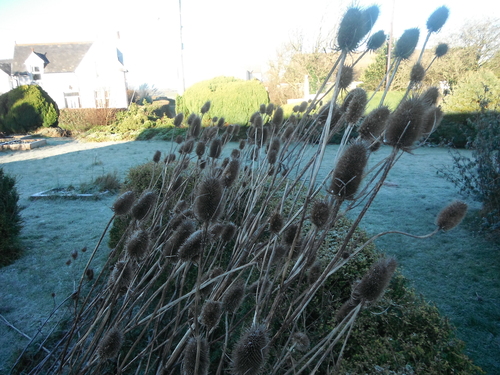 Ein weiteres Foto von Teasel