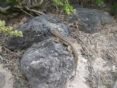 Microlophus barringtonensis