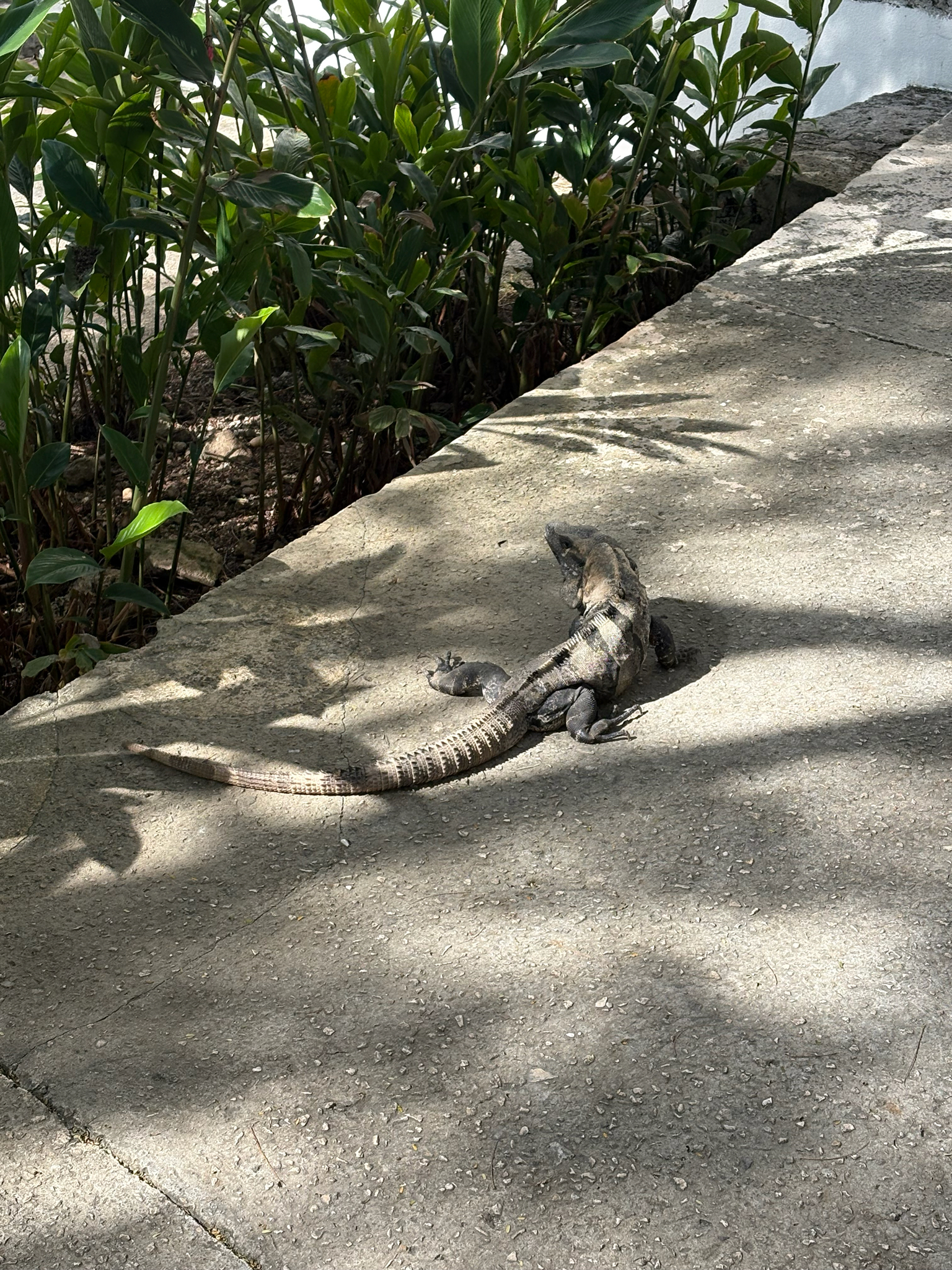 Ctenosaura similis (Gray, 1831)