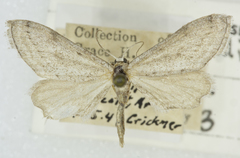 Euacidalia quakerata
