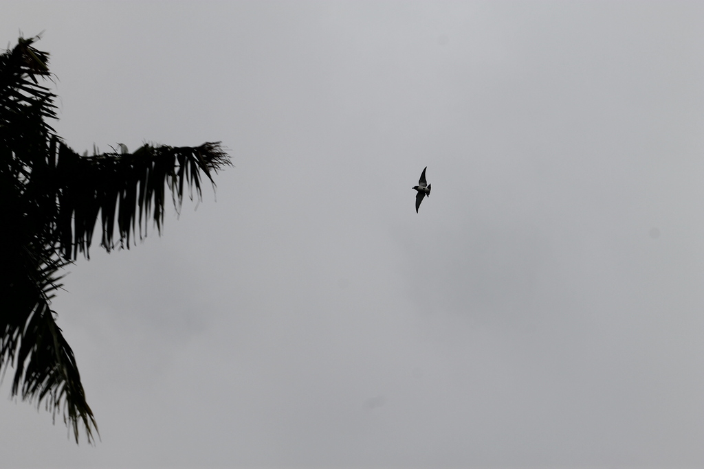 Artamus leucorhynchos (Artamus leucorhynchos)