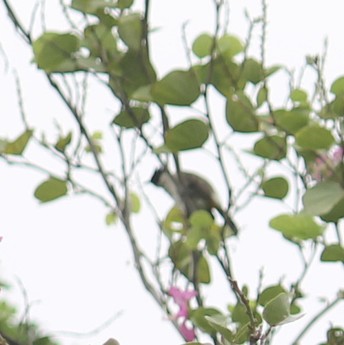 Pycnonotus aurigaster