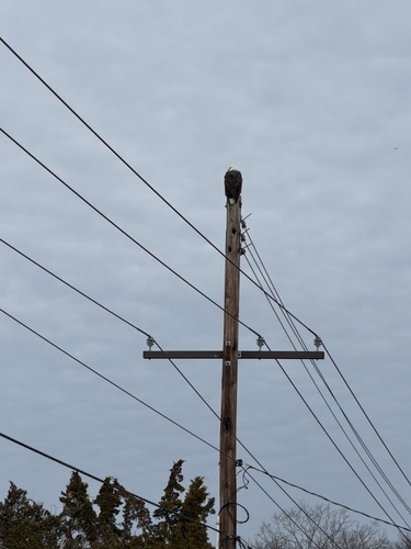 Bald Eagle