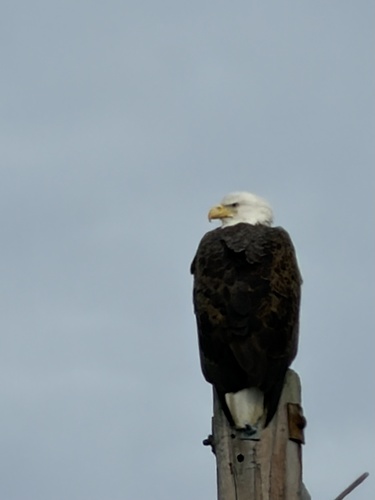 Bald Eagle