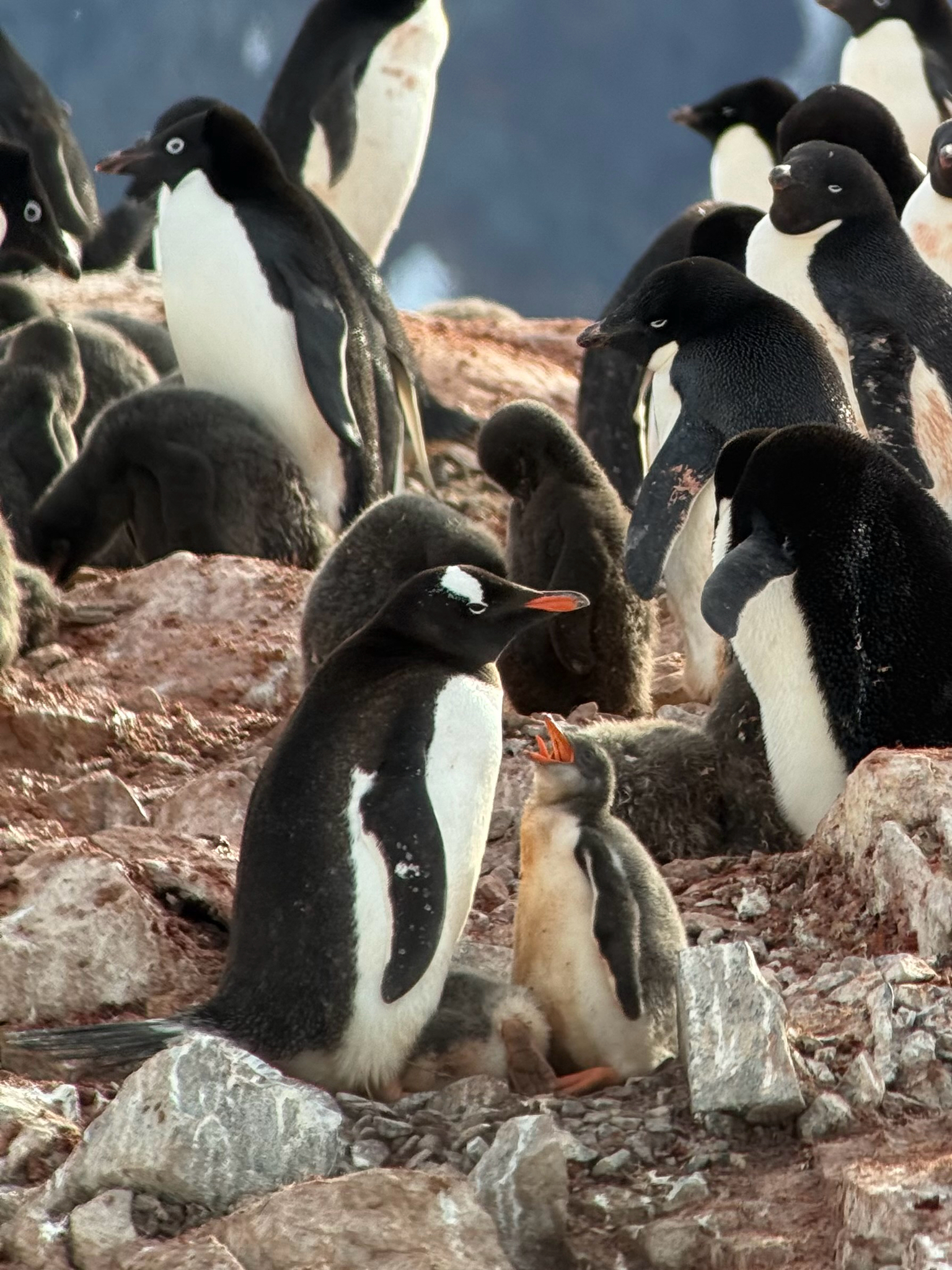 Gentoo Penguin (Pygoscelis papua), photo 6