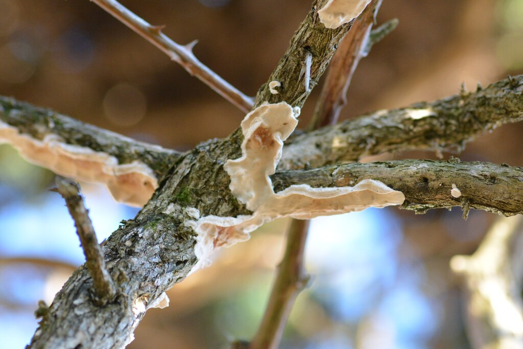 Byssomerulius corium · December 2025 · photo: © willt98 (iNaturalist, cc-by)
