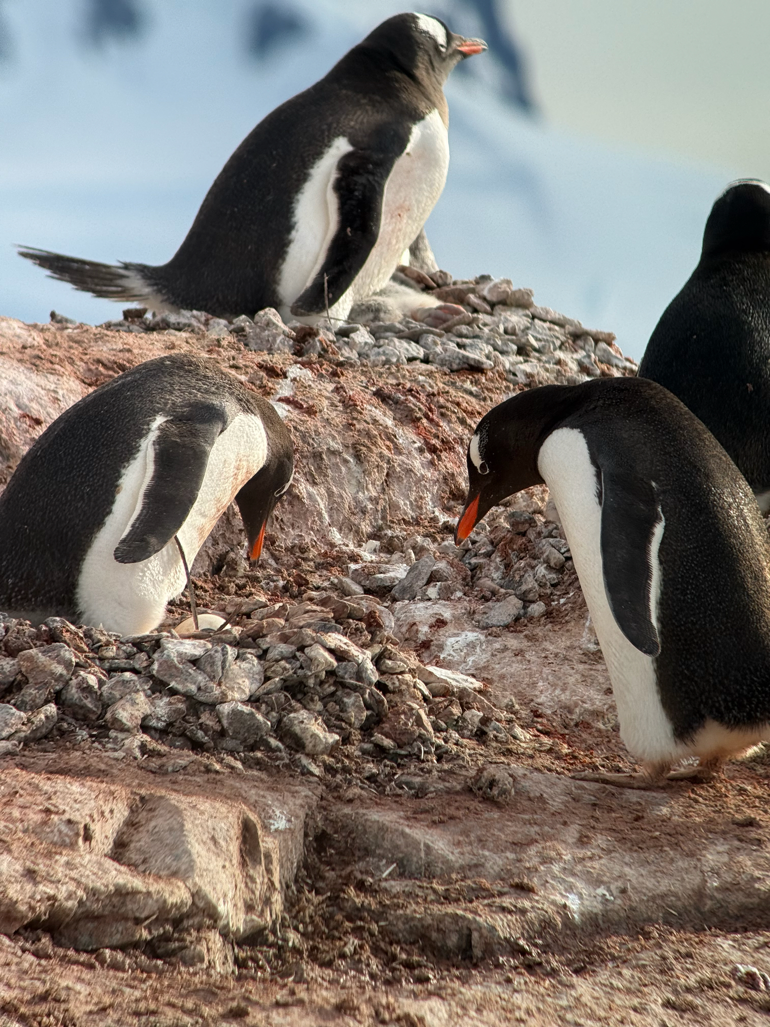 Gentoo Penguin (Pygoscelis papua), photo 2