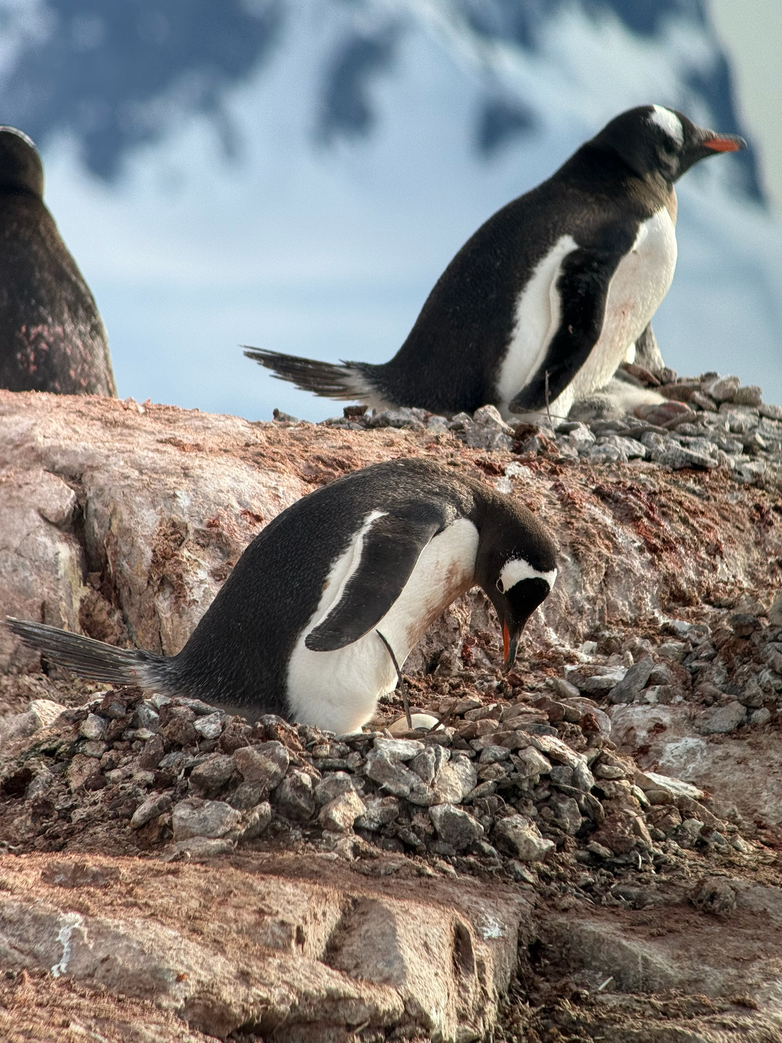 Gentoo Penguin (Pygoscelis papua), photo 1