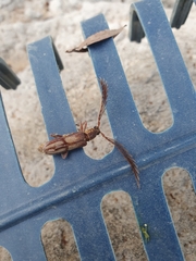 Piesarthrius marginellus