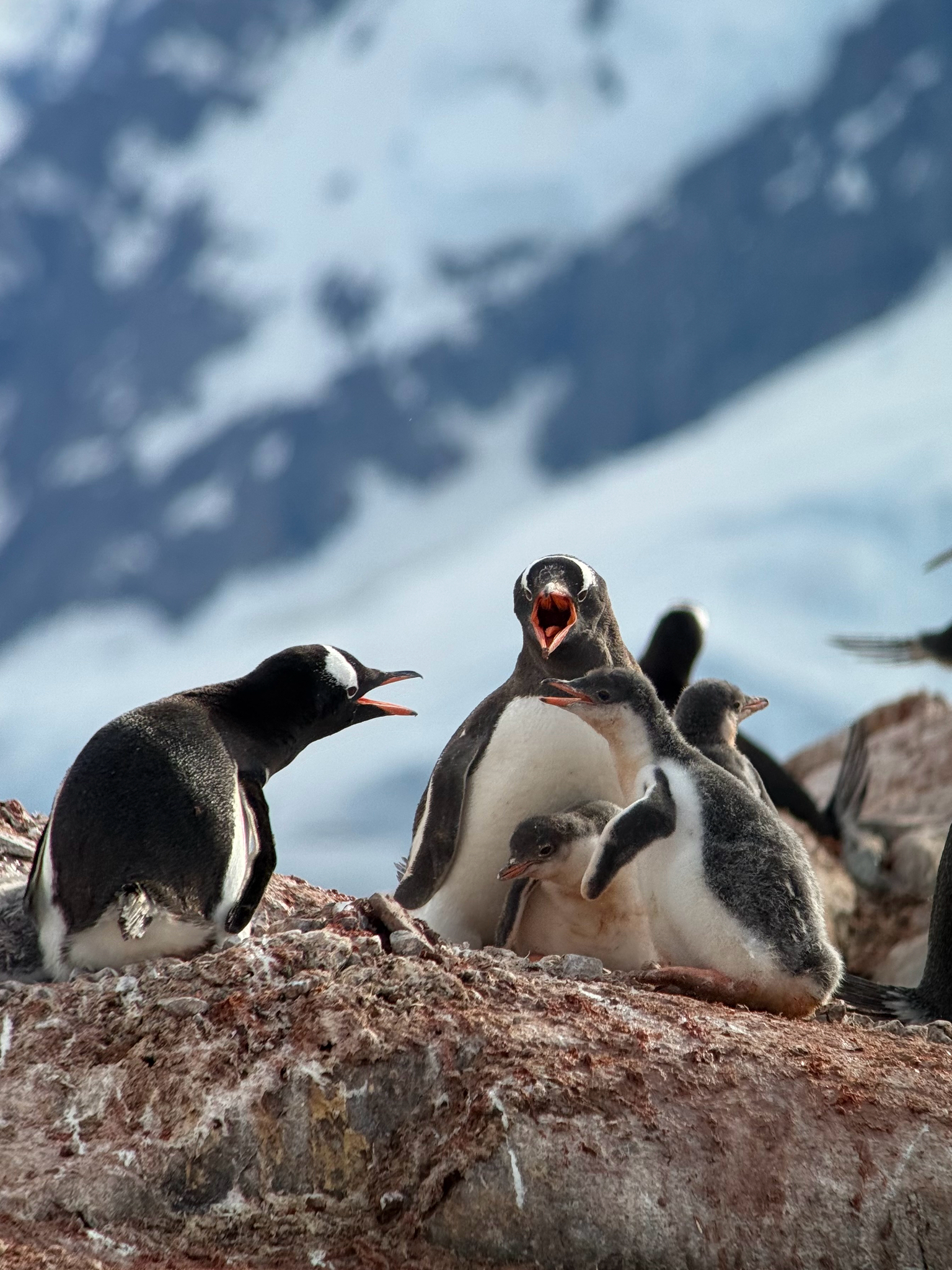 Gentoo Penguin (Pygoscelis papua), photo 7
