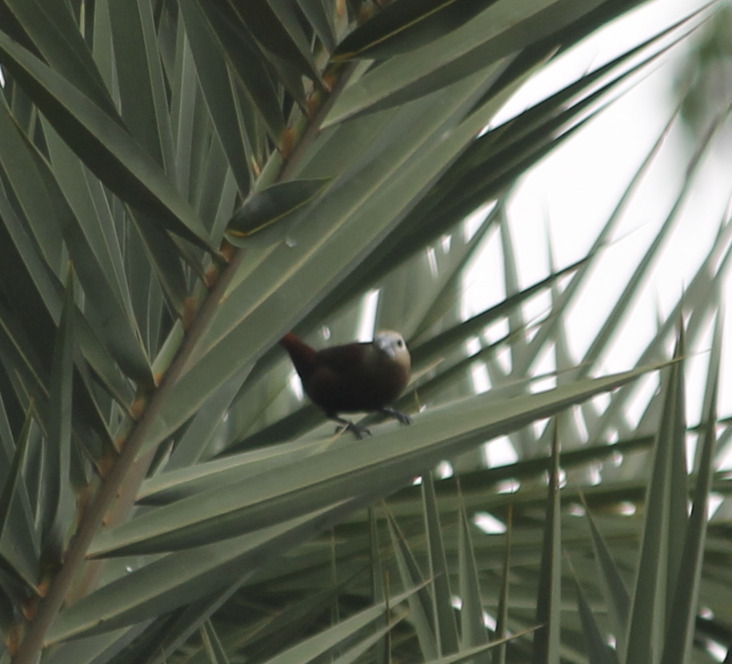 White-Headed Munia (Lonchura maja)