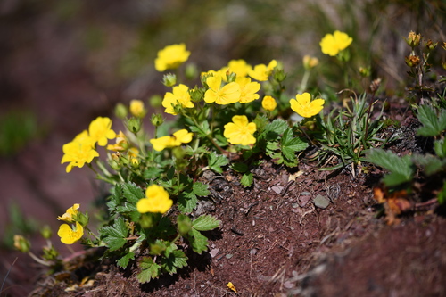Large-flowered cinquefoil (Potentilla grandiflora)