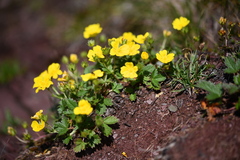 (c) Flavien Saboureau, some rights reserved (CC BY) Potentilla grandiflora, photograph (c) Flavien Saboureau, some rights reserved (CC BY)