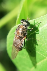 Adoxomyia heminopla