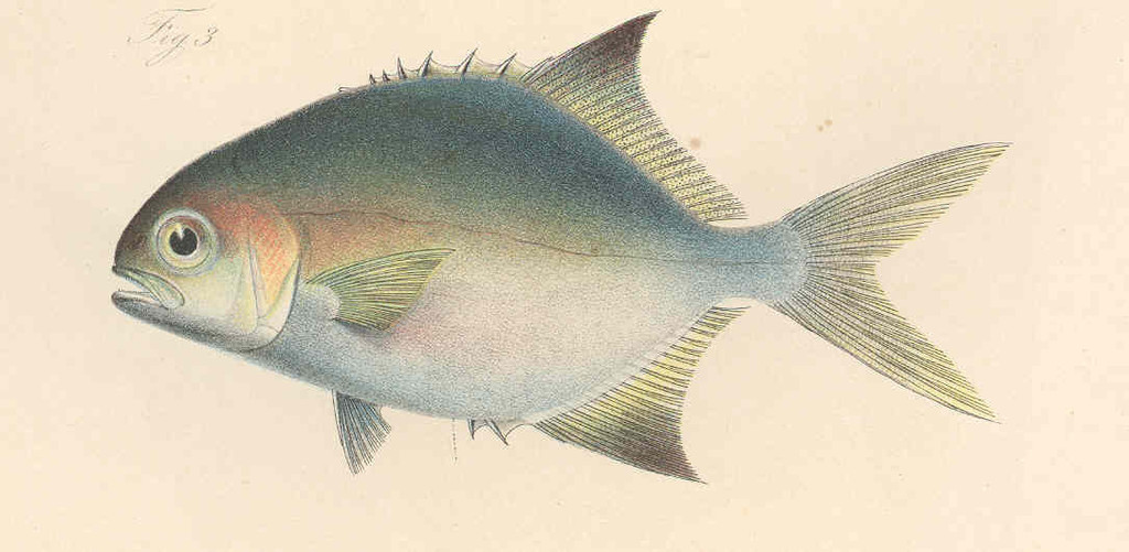 Longfin Pompano