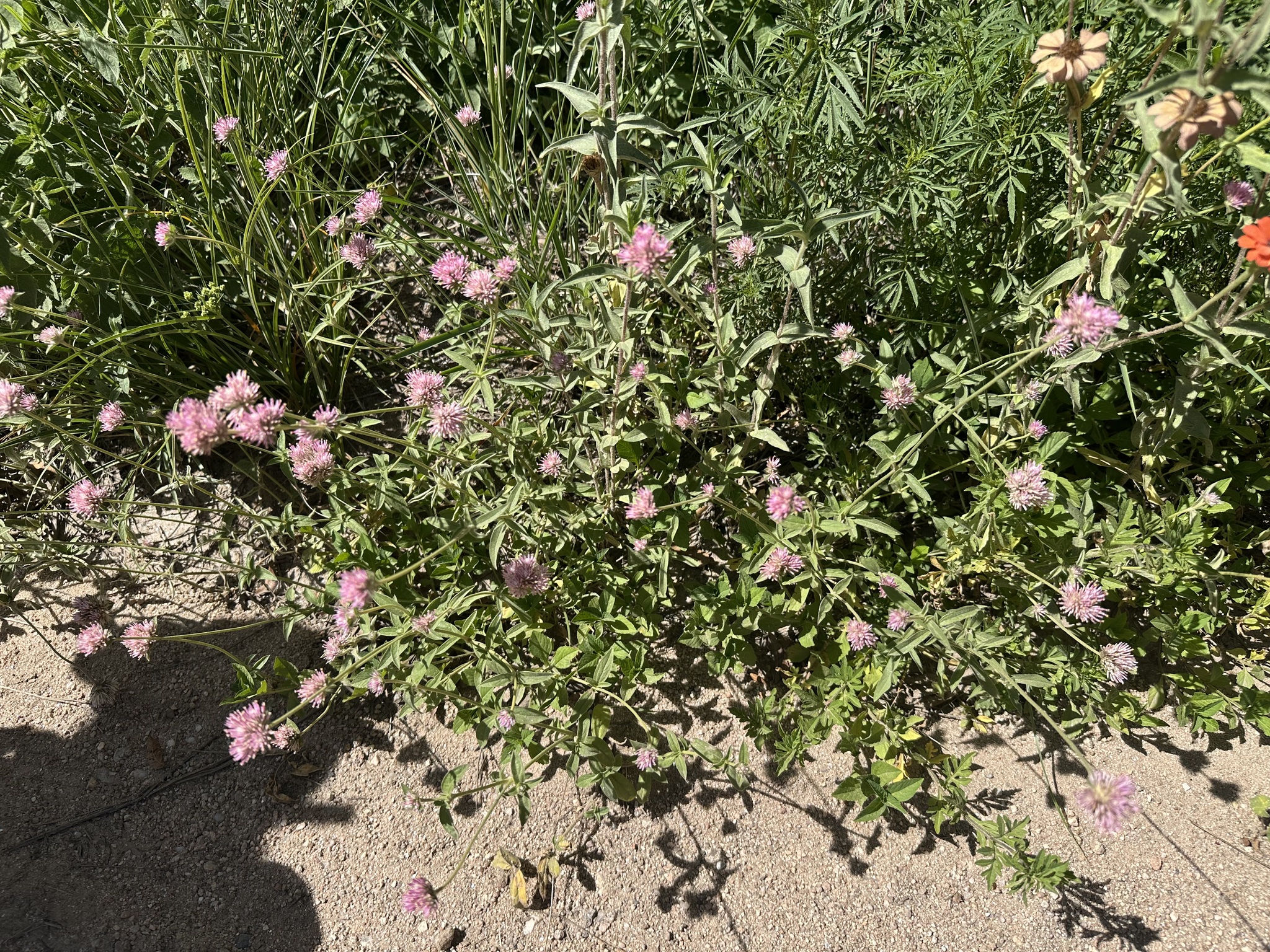 Globe amaranth