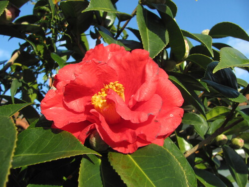Camellia japonica