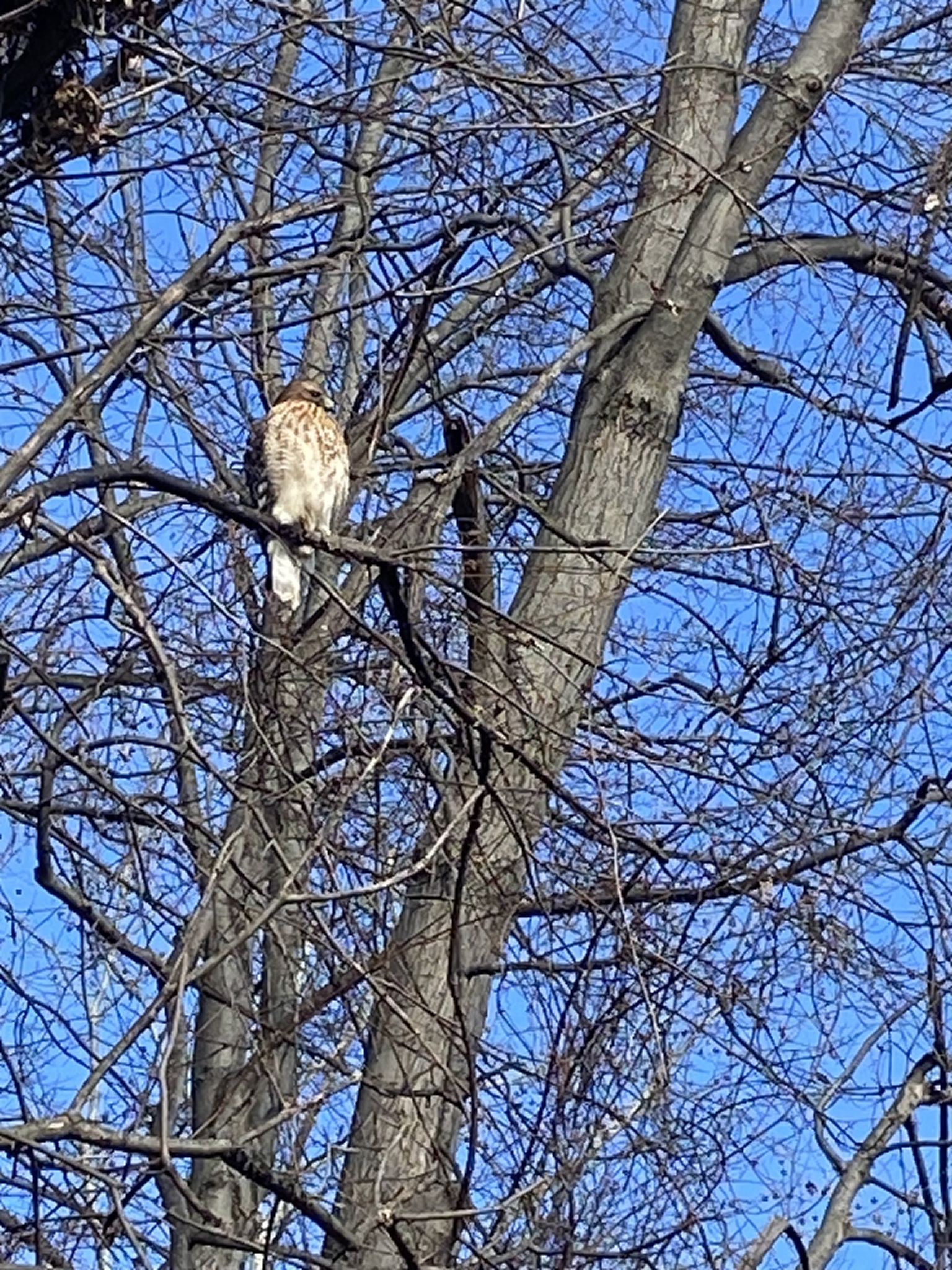 Buteo lineatus (Gmelin, 1788)
