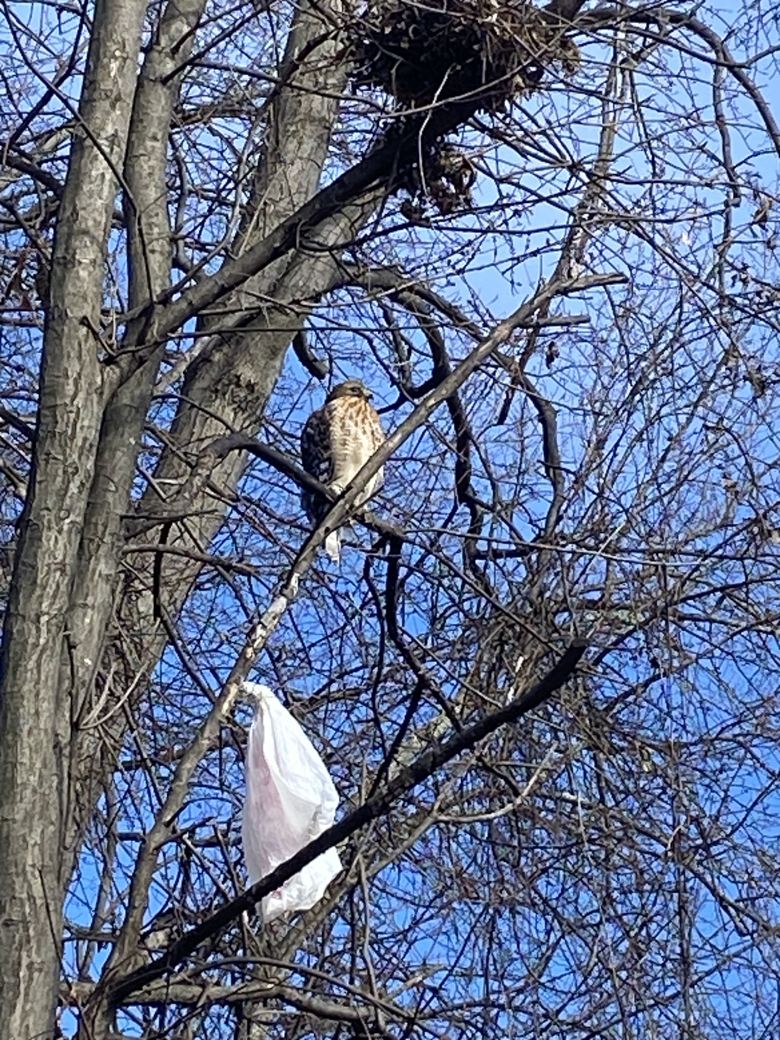 Buteo lineatus (Gmelin, 1788)