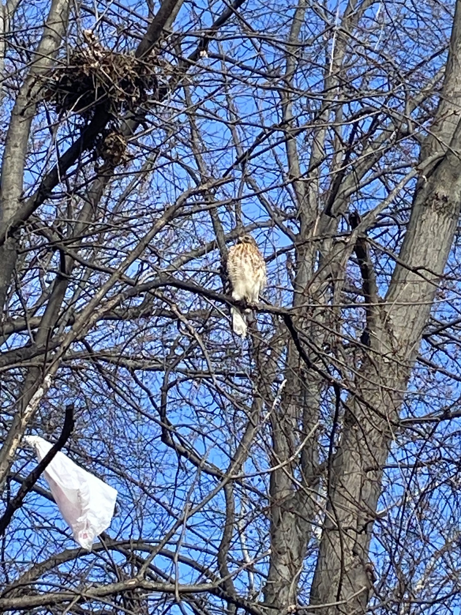Buteo lineatus (Gmelin, 1788)