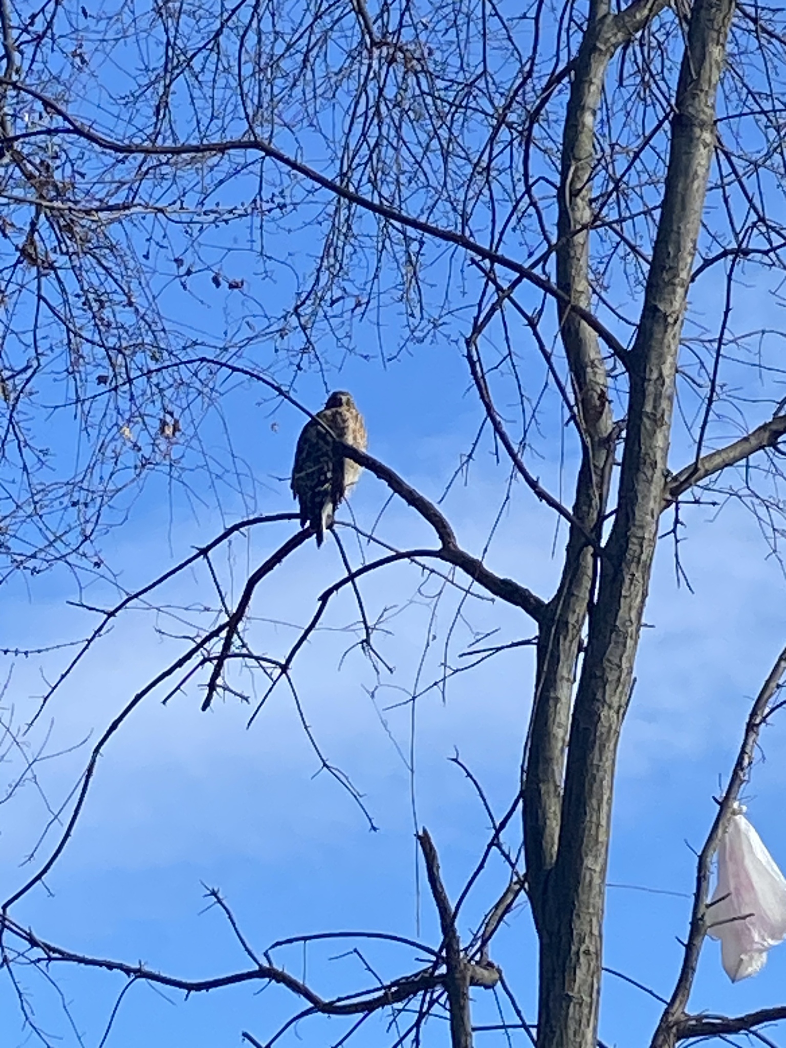 Buteo lineatus (Gmelin, 1788)