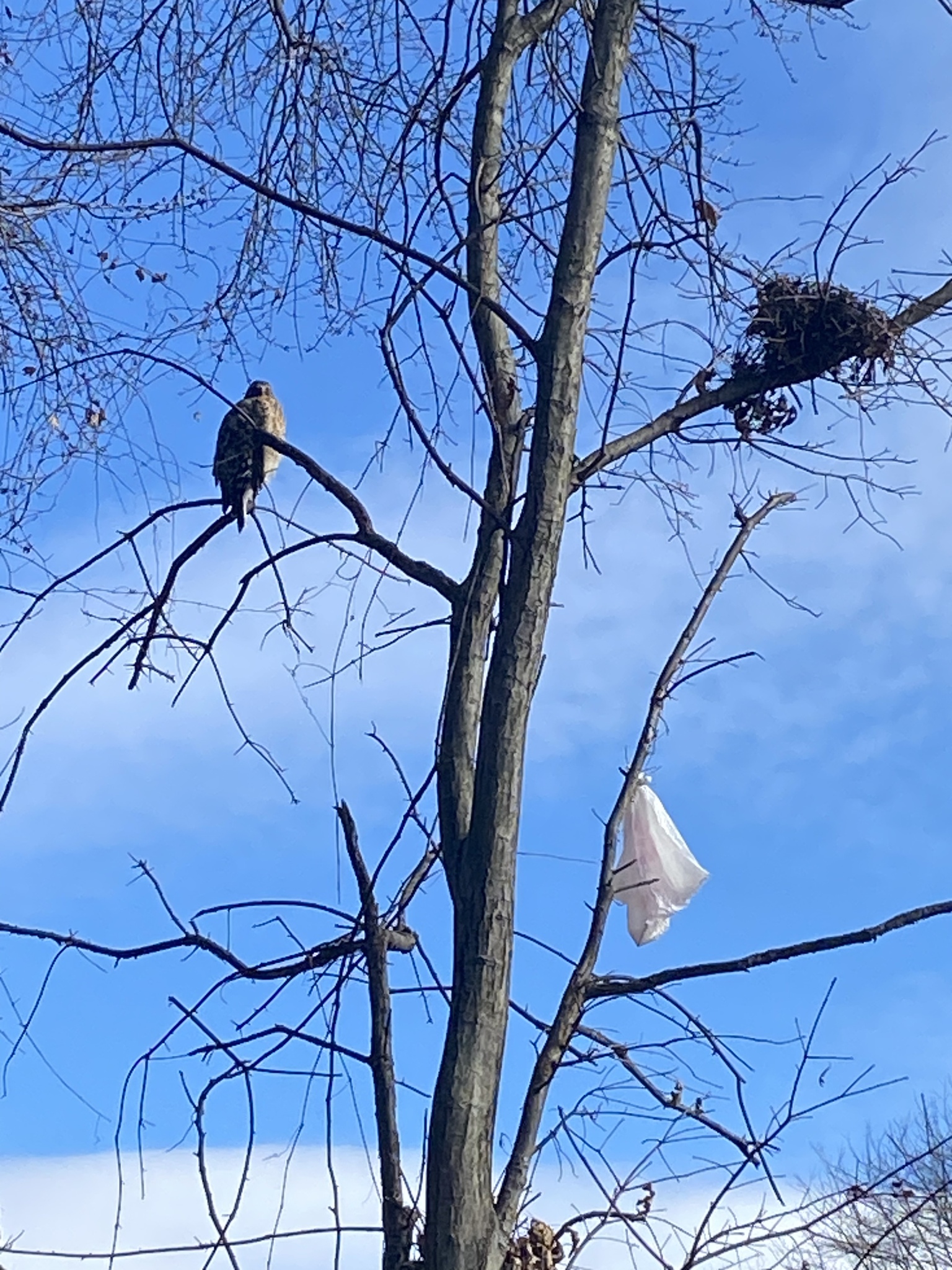 Buteo lineatus (Gmelin, 1788)