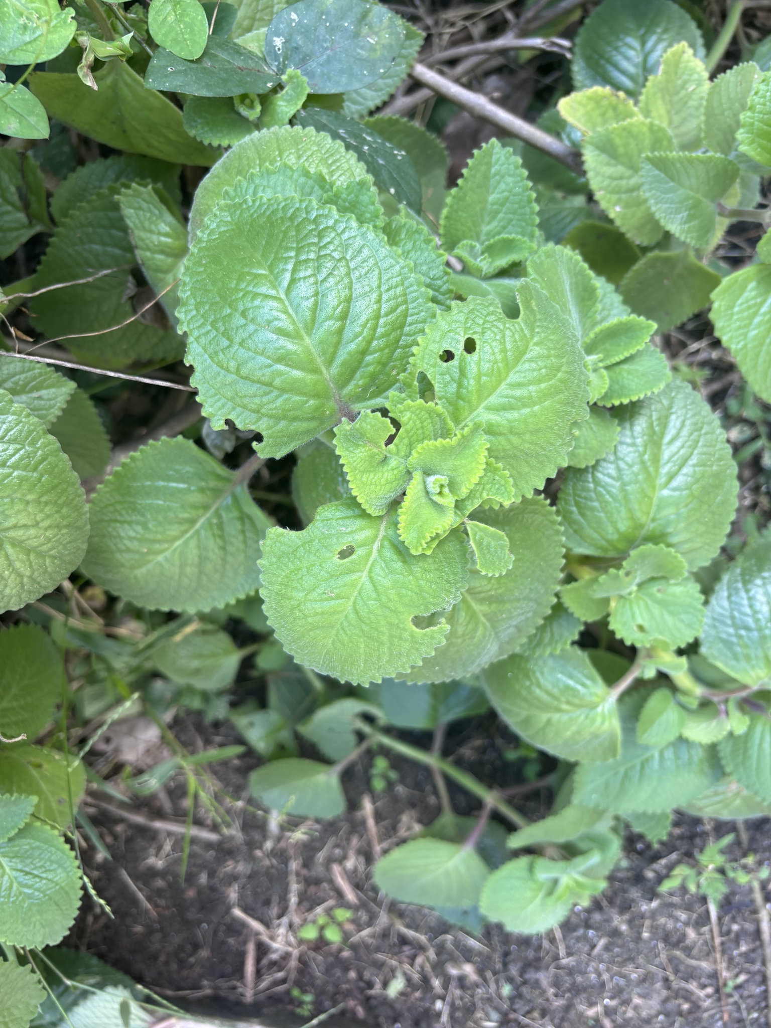 Imagem de coleus