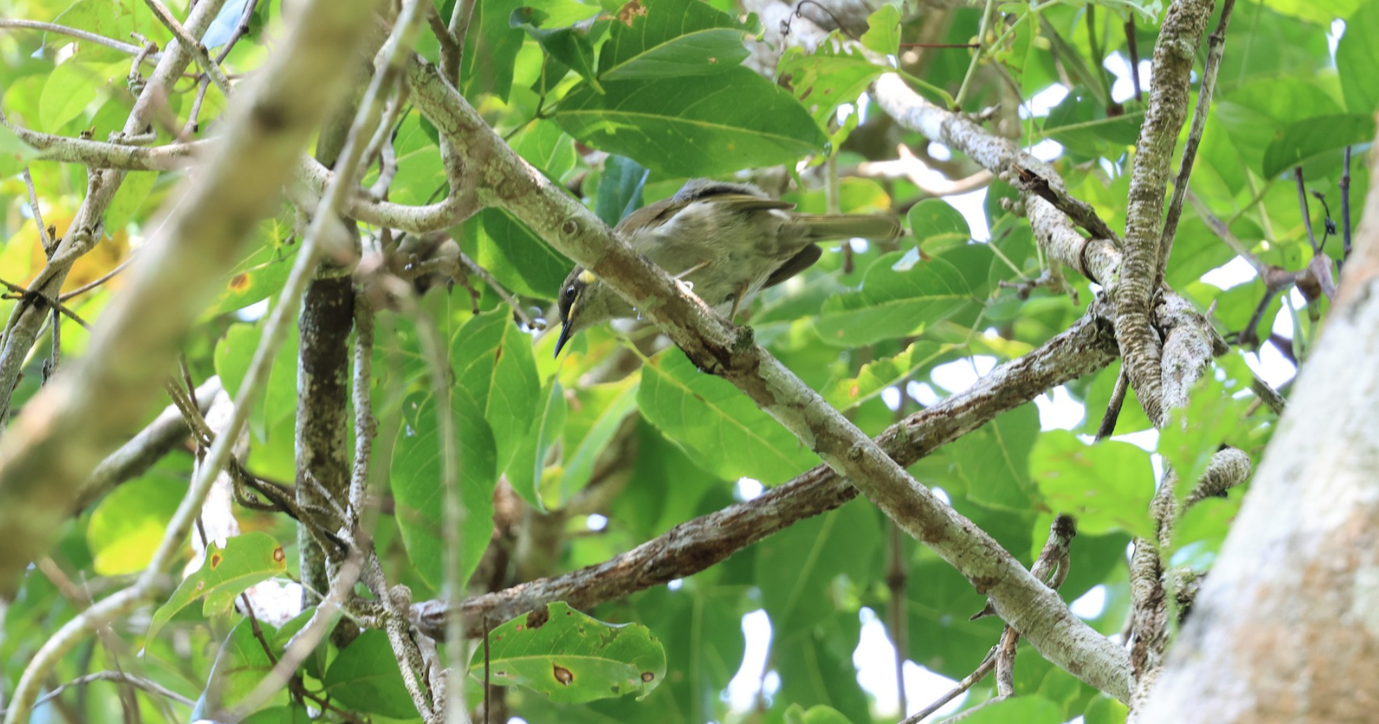 Yellow-spotted Honeyeater (Meliphaga notata), photo 10