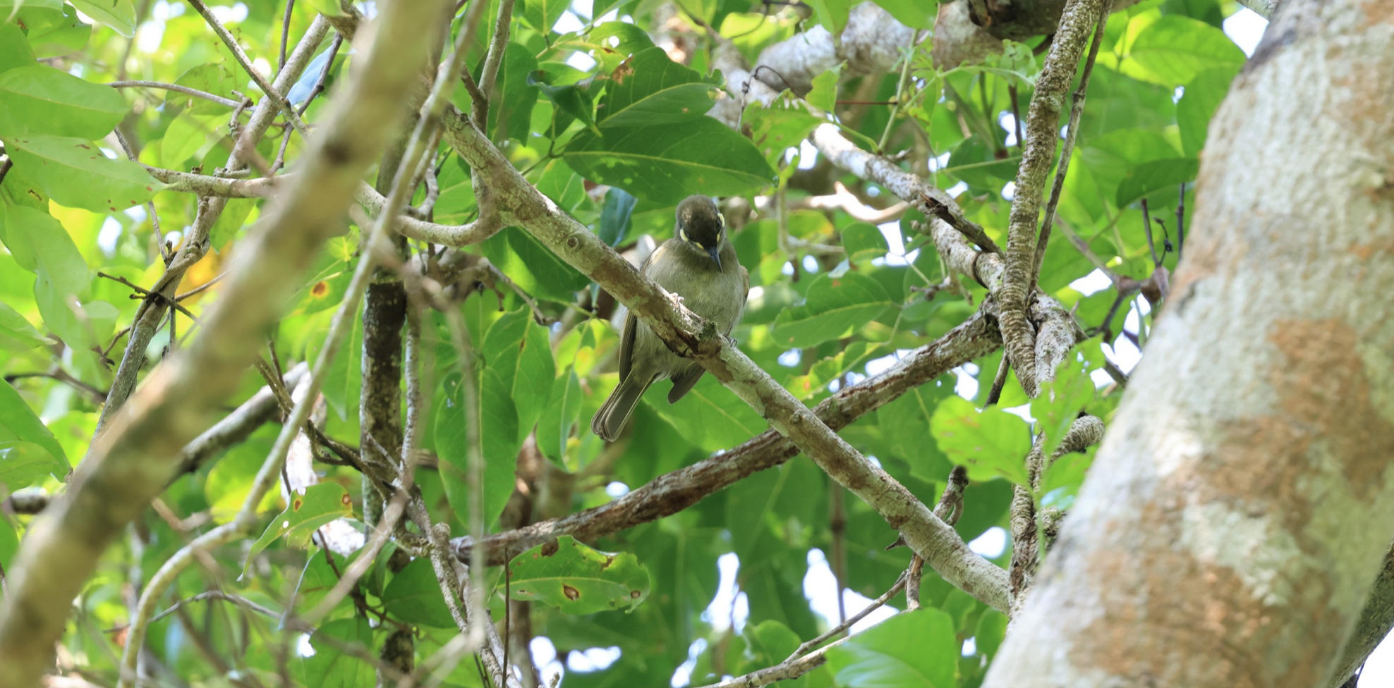 Yellow-spotted Honeyeater (Meliphaga notata), photo 9