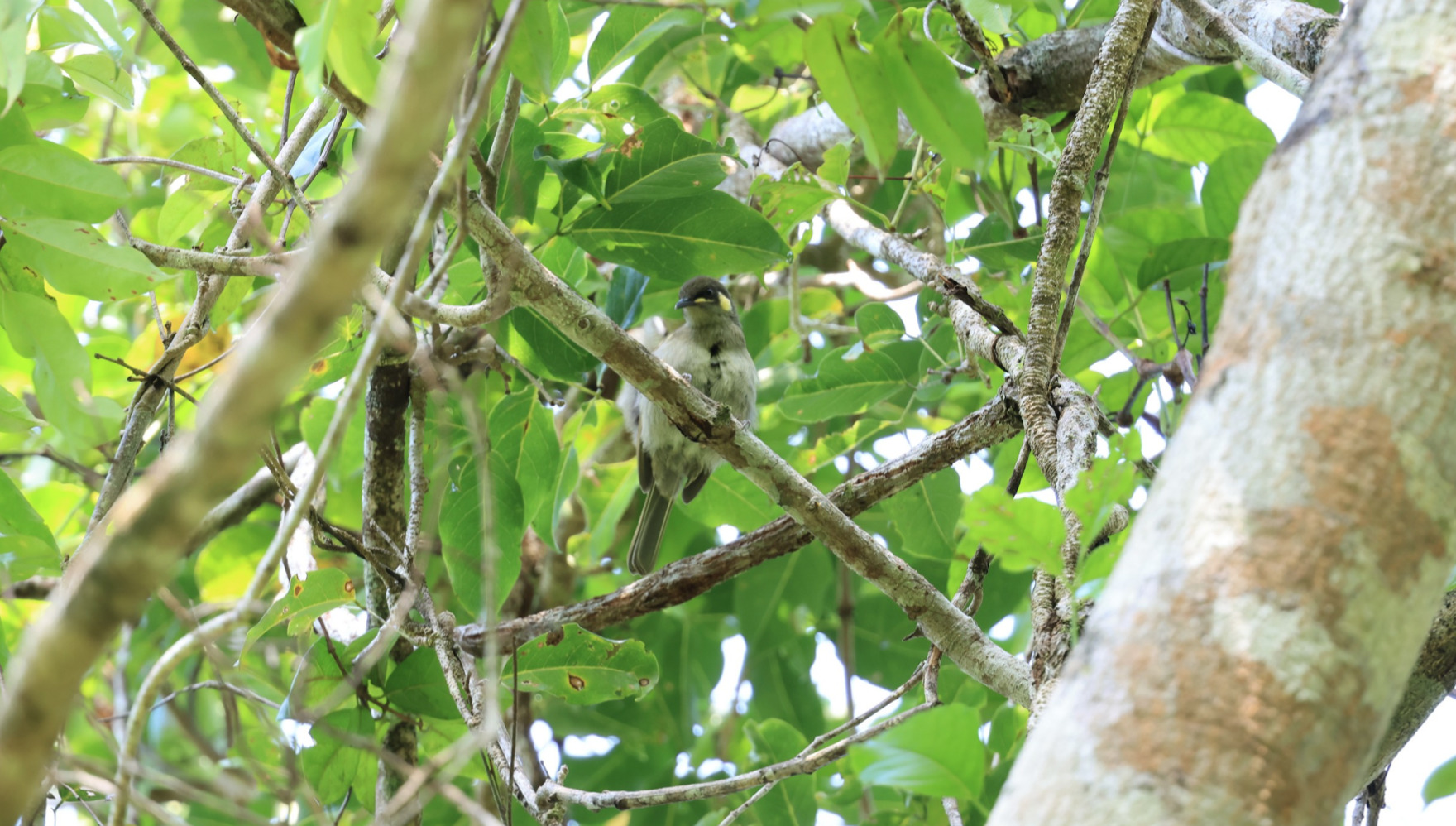 Yellow-spotted Honeyeater (Meliphaga notata), photo 8