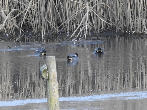 Green-winged Teal (Anas crecca), photo 8