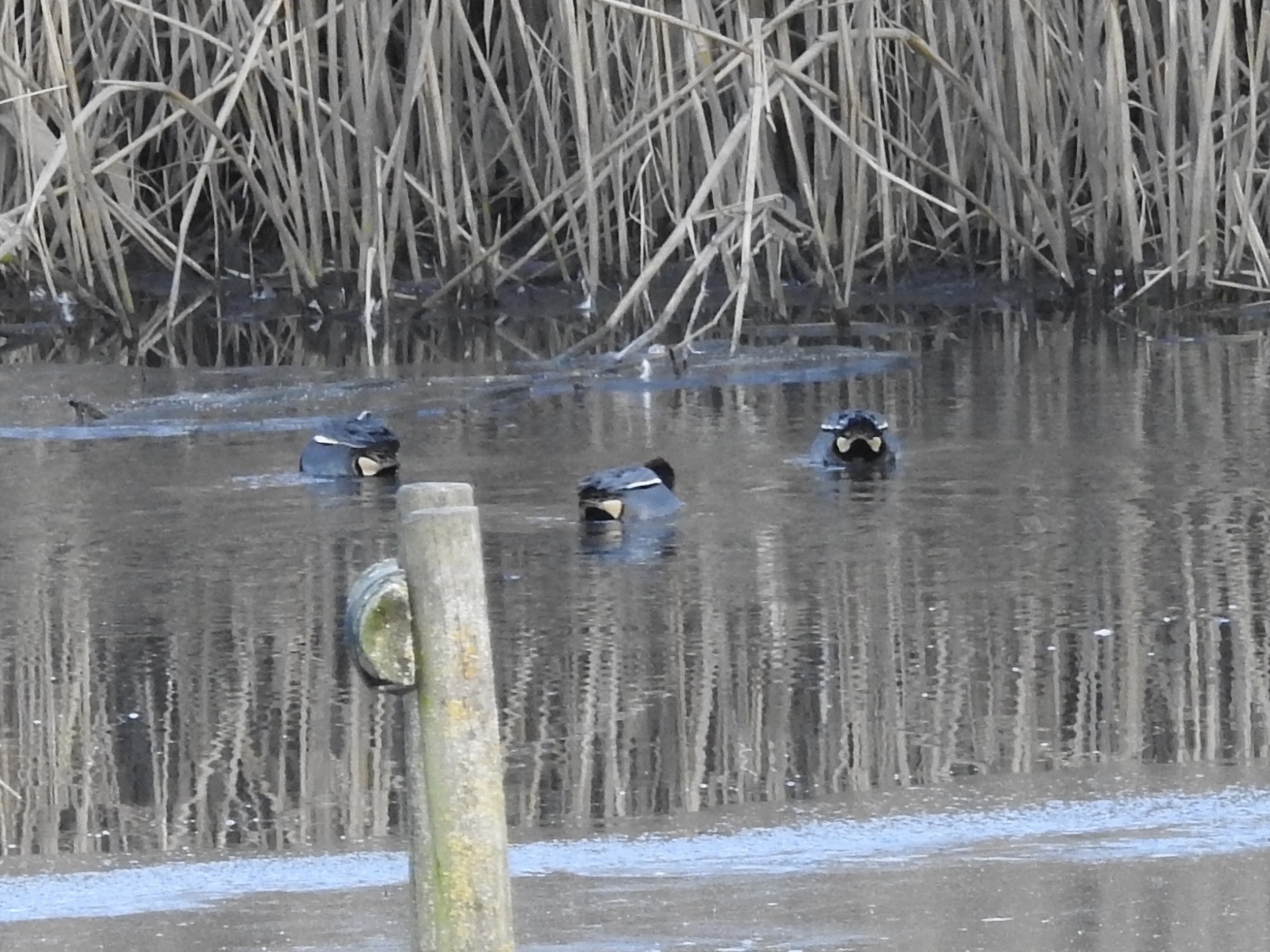 Green-winged Teal (Anas crecca), photo 8