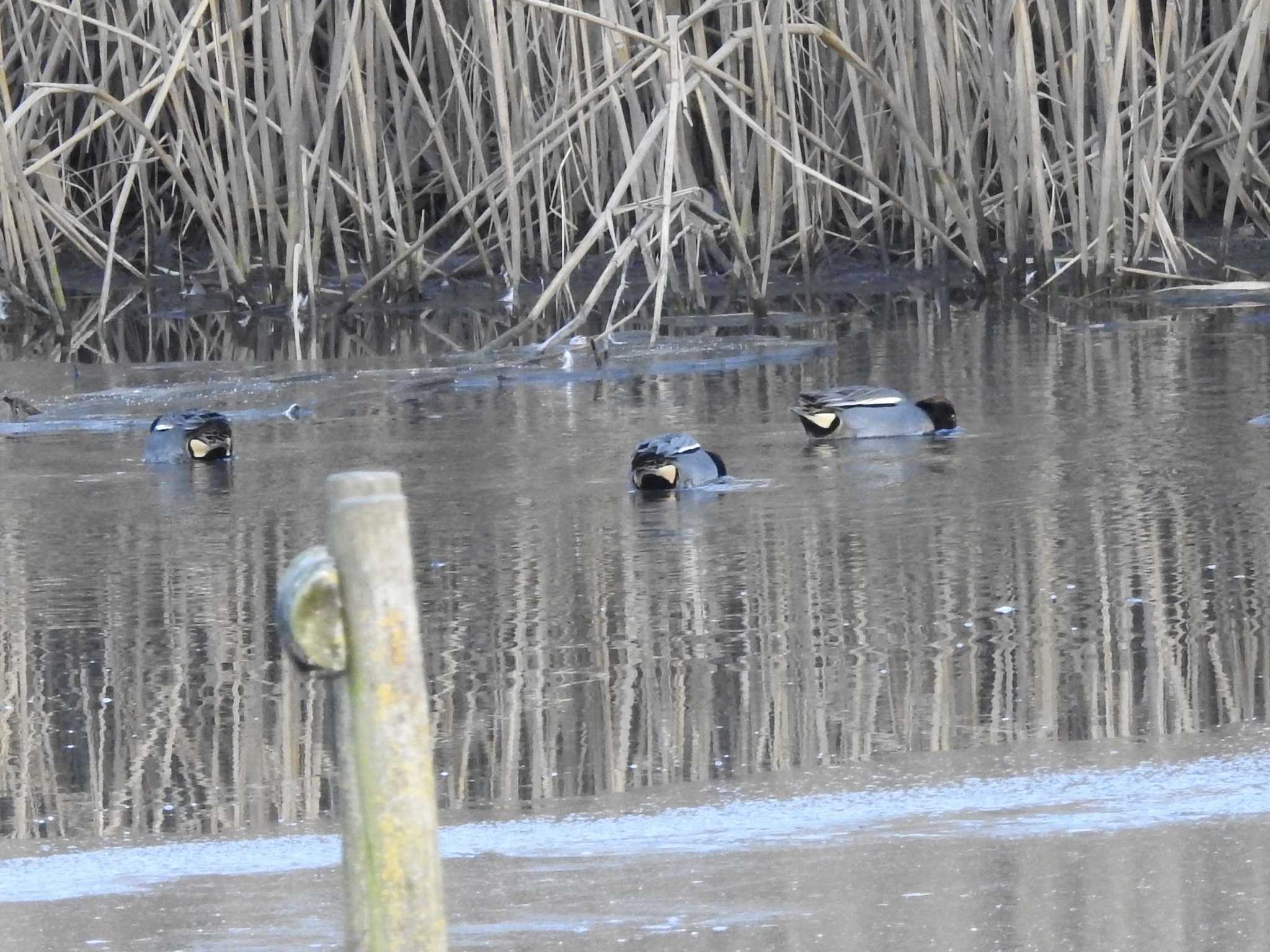 Green-winged Teal (Anas crecca), photo 9