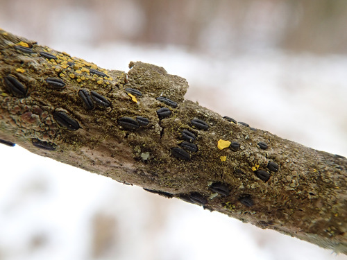 Hysterographium fraxini observed 2026-01-05