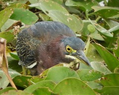 Butorides virescens image