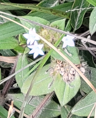 Foto de Vassourinha de botão