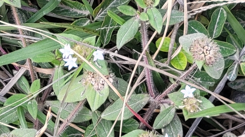 Foto de Vassourinha de botão