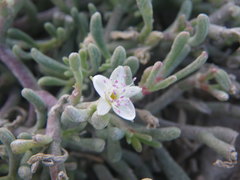 Sesuvium edmonstonei