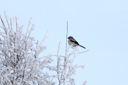 Great Grey Shrike (Lanius excubitor), photo 4