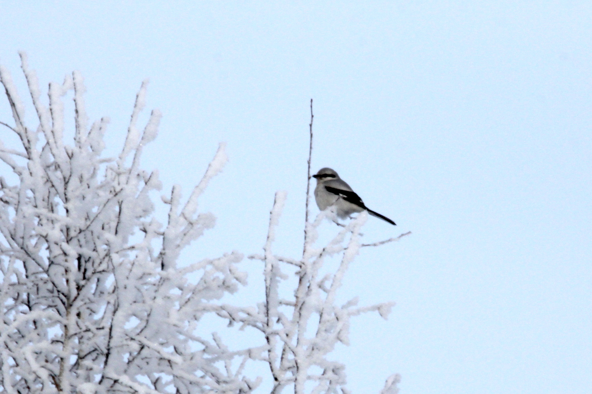 Great Grey Shrike (Lanius excubitor), photo 4