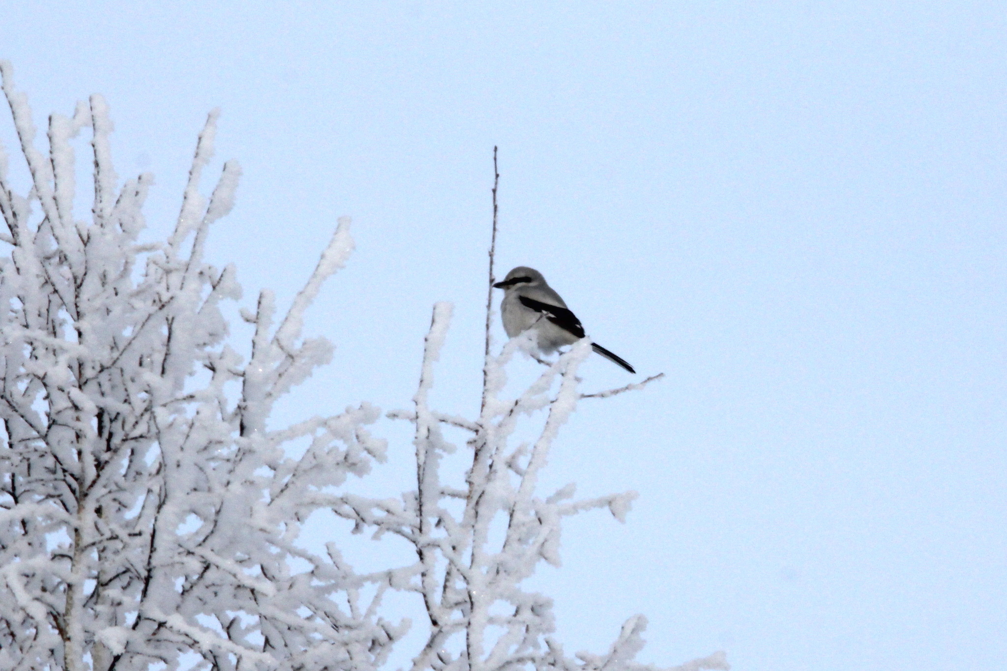 Great Grey Shrike (Lanius excubitor), photo 3