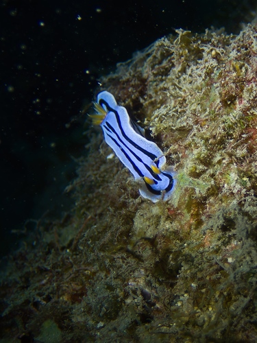 Chromodoris nudibranchs