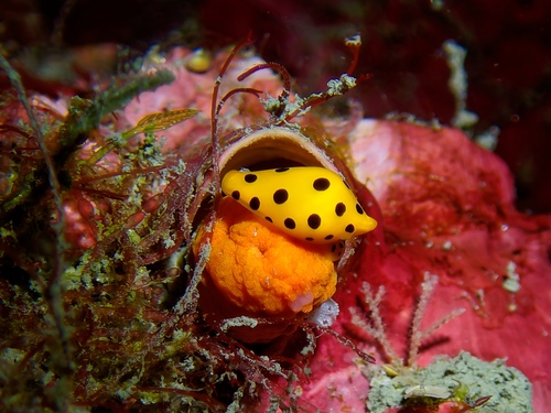 Primovula panthera
