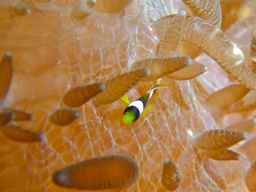 Black clown (Amphiprion clarkii) — Pomacentridae — 4