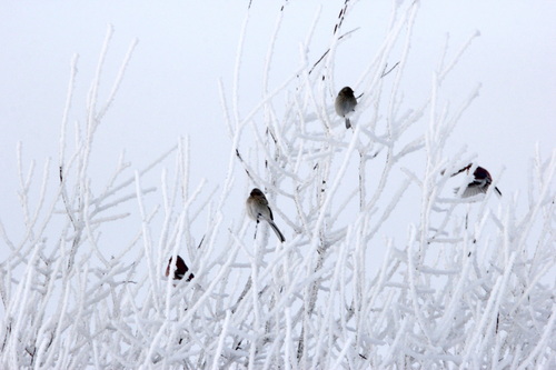 Long-tailed Rosefinch (Carpodacus sibiricus)