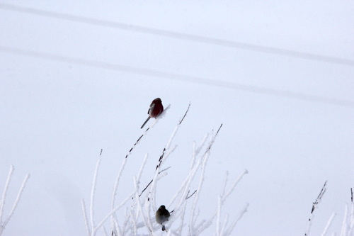 Long-tailed Rosefinch (Carpodacus sibiricus), photo 2